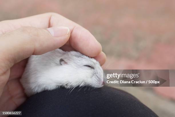 manwoman stroking sleeping hamster by hand,romania - diana sleeping stock pictures, royalty-free photos & images