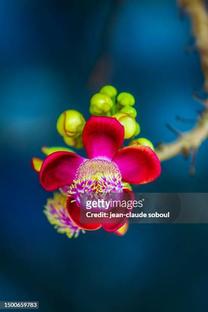 a buddha flower (flower of the cannonball tree) - vietnam - cannonball tree stock pictures, royalty-free photos & images