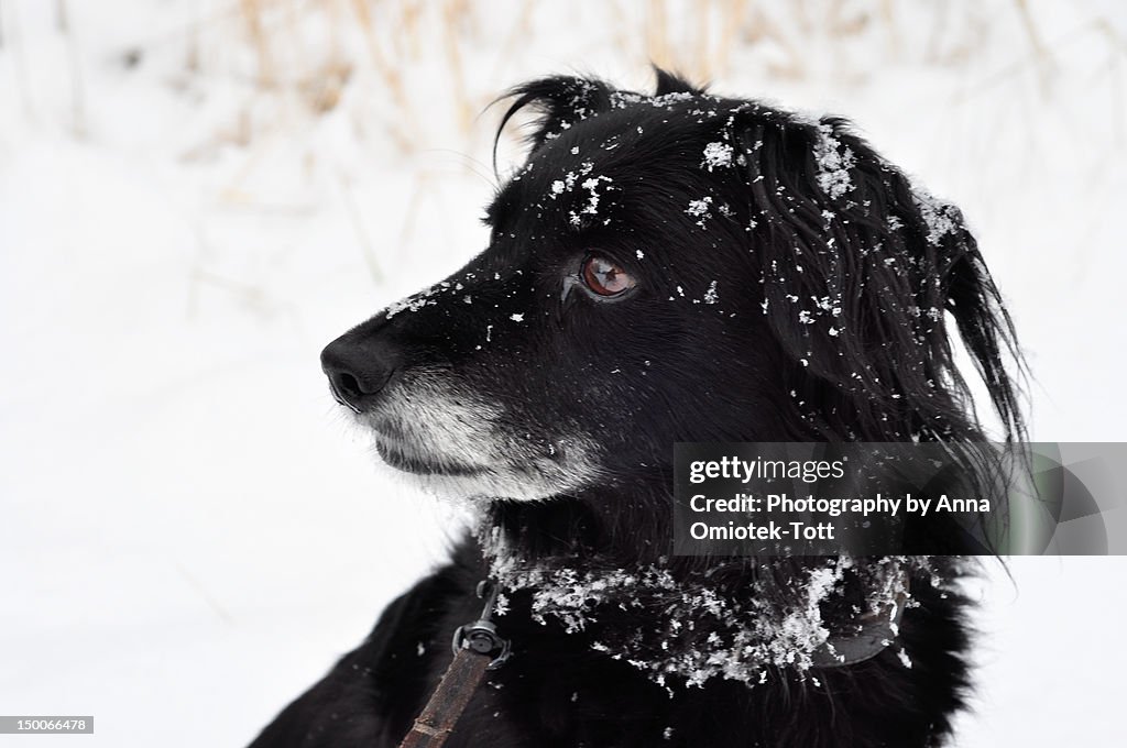 Snowdog