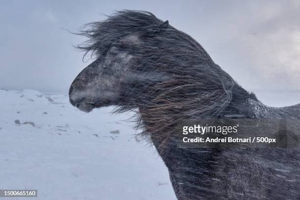 close-up of icelandic horse stand on snow covered field,iceland - blizzard bildbanksfoton och bilder