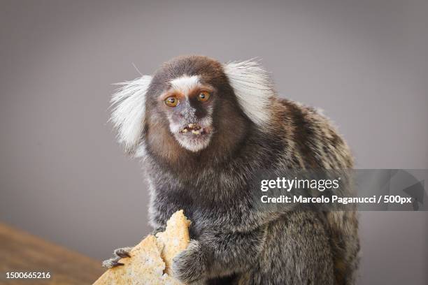 close-up portrait of marmoset eating food against gray background,praia do forte,bahia,brazil - forte beach stock pictures, royalty-free photos & images