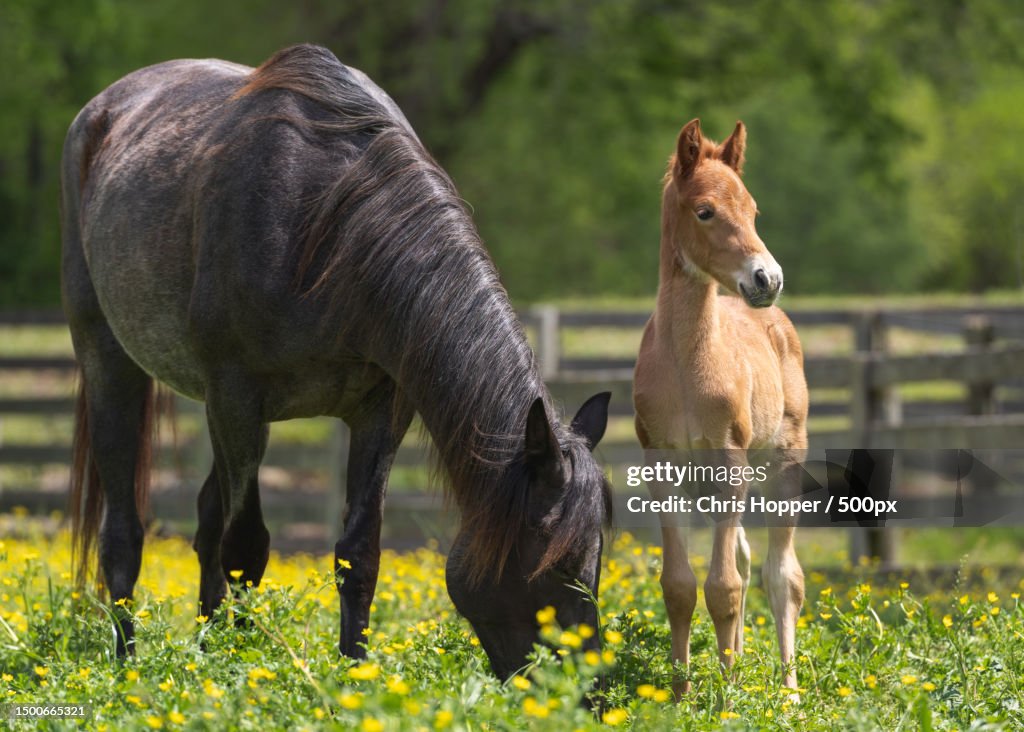 Mare foal in the paddock grazing on the field,Gallatin,Tennessee,United States,USA