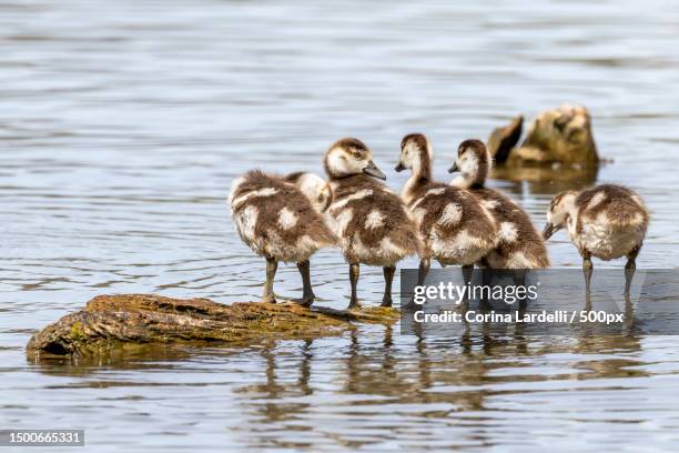 close-up of a group of nilganse in the lake - lardelli stock-fotos und bilder