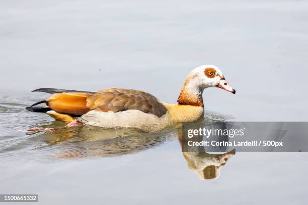 close-up of a nilganse swimming in the lake - lardelli stock-fotos und bilder