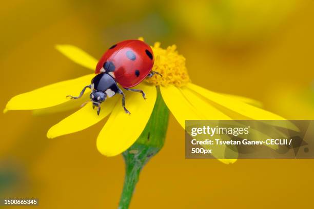 close-up of ladybug on yellow flower - nyckelpiga bildbanksfoton och bilder