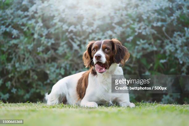 cute brown and white springer spaniel dog lying on the grass with funny face,spain - english springer spaniel stockfoto's en -beelden