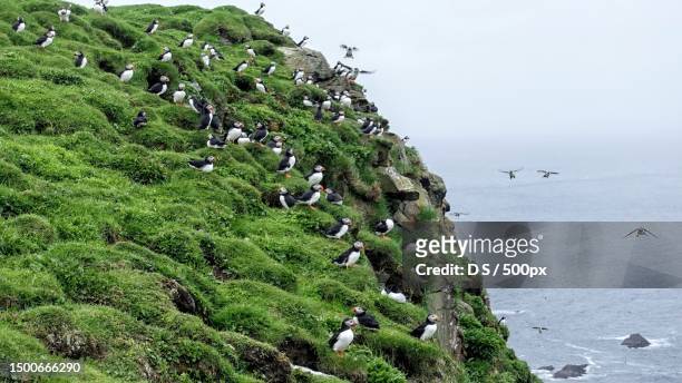 high angle view of birds on land and the sea against sky - atlantic puffin stock pictures, royalty-free photos & images