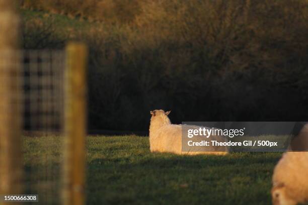 Closeup Of The Back Of Sheep Sitting On The Grasslandburrough On The Hillmelton Mowbrayunited Kingdomuk High-Res Photo - Getty Images