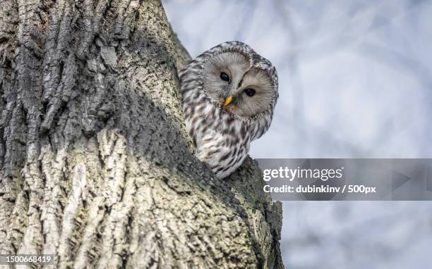 close-up of owl perching on trunk,saint petersburg,russia - ural owl stock pictures, royalty-free photos & images