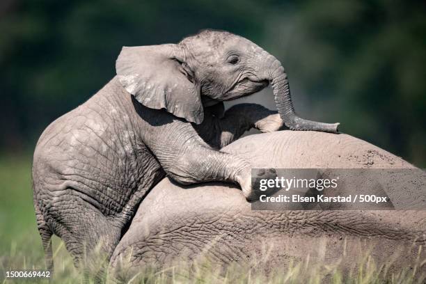 close-up of african elephant playing with its mother on field,amboseli national park,kenya - tusk stock pictures, royalty-free photos & images