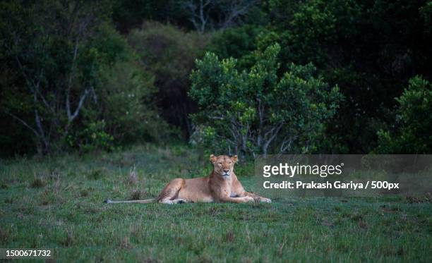 a lioness lying on the grasses in a forest - löwin stock-fotos und bilder