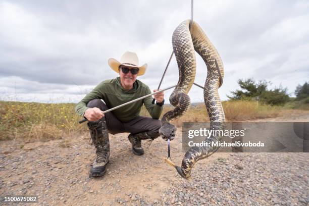 rattle snake wrangler - snake catcher stock pictures, royalty-free photos & images