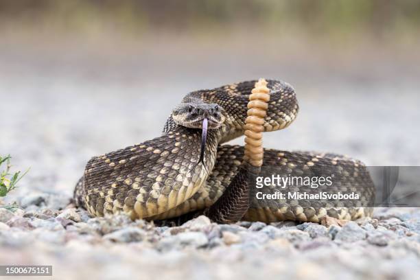 rattle snake coiled - rattlesnake stock pictures, royalty-free photos & images