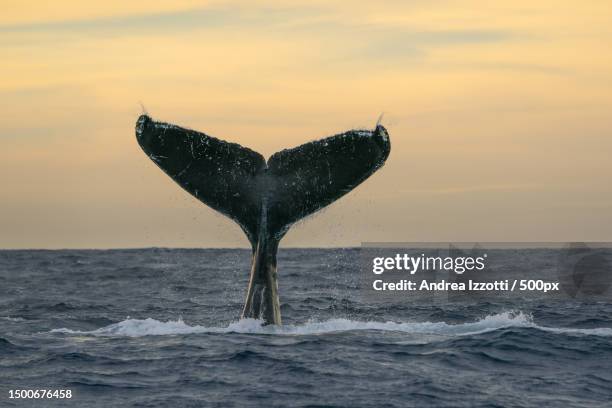 silhouette of humpback whale swimming in sea against clear sky,cabo san lucas,baja california sur,mexico - humpback whale tail stock pictures, royalty-free photos & images