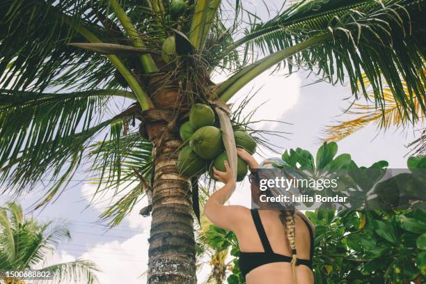 young woman getting a coconut from coconut palm tree - acqua di cocco foto e immagini stock