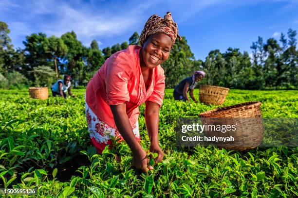 african women plucking tea leaves on plantation, kenya, east africa - village harvest stock pictures, royalty-free photos & images