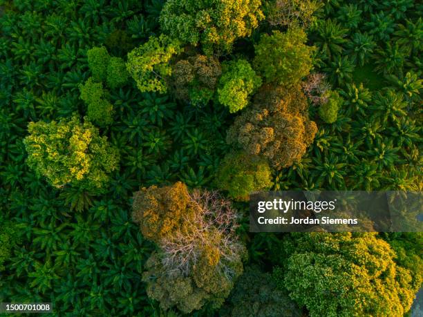 lush trees in a jungle in costa rica - costa rica aerial stock pictures, royalty-free photos & images