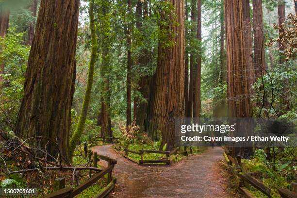 a hiker strolls through the cathedral grove redwoods on a rainy day in muir woods national monument, california - floresta de sequoias - fotografias e filmes do acervo