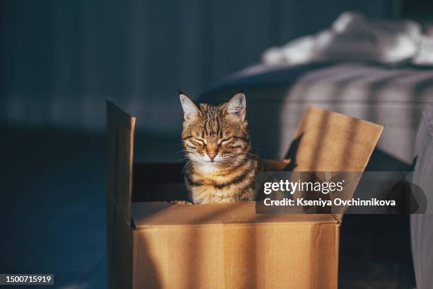 the cat is sitting in a cardboard box - krat stockfoto's en -beelden