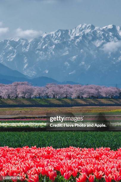 cherry blossoms in full bloom - toyama prefecture stock pictures, royalty-free photos & images