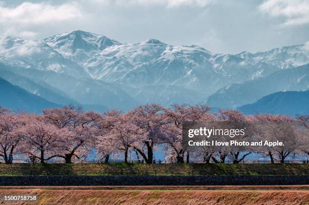 cherry blossoms in full bloom - toyama prefecture stock-fotos und bilder
