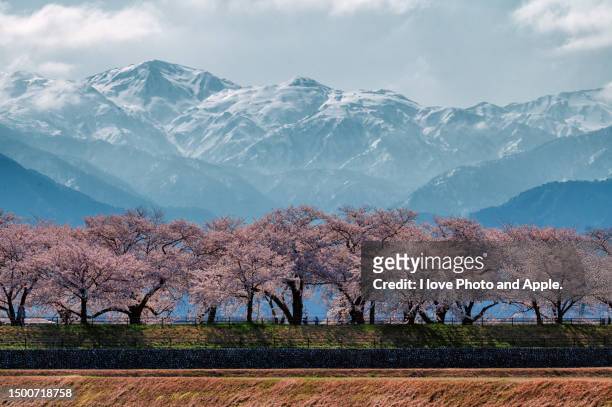 cherry blossoms in full bloom - toyama prefecture stock pictures, royalty-free photos & images