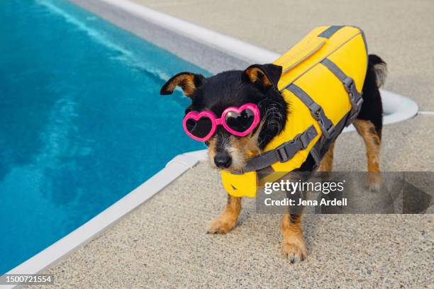 dog wearing life vest, cute dog wearing life jacket, summer dog pool safety - different pets stock pictures, royalty-free photos & images