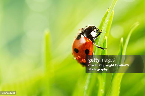 ladybird - coccinella stockfoto's en -beelden
