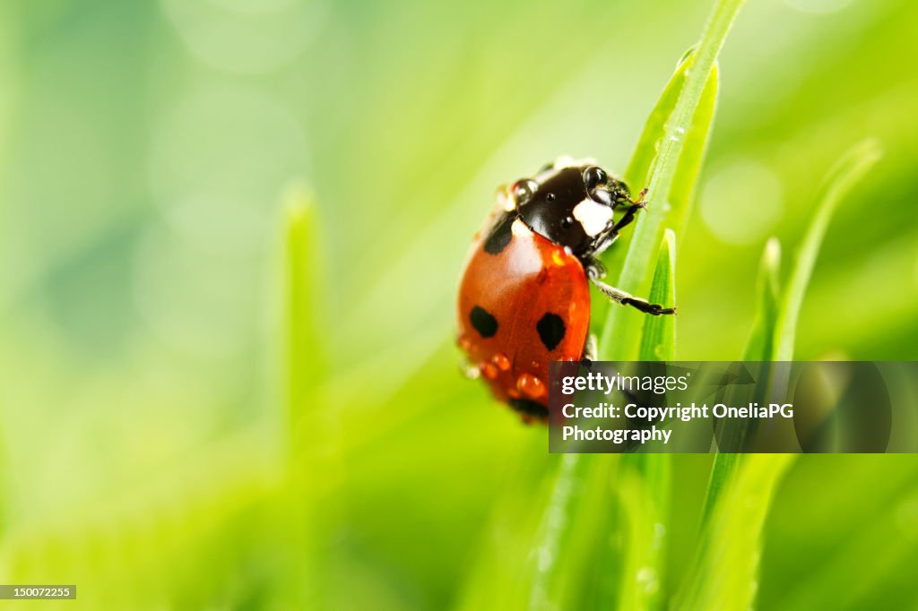 Ladybird