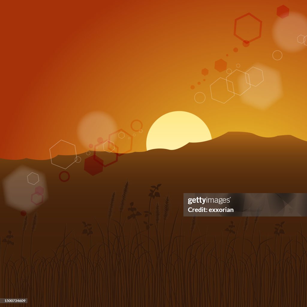 Plant Branches In The Sunset