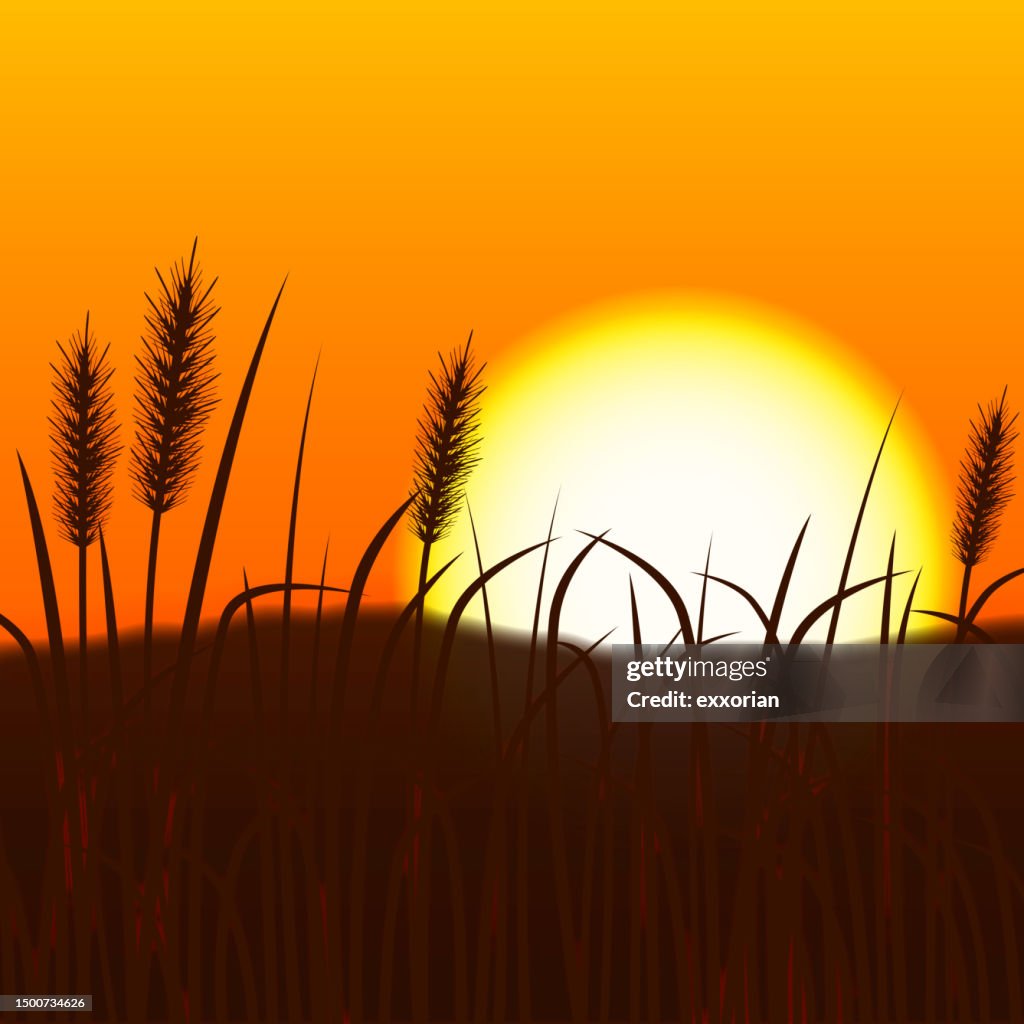 Pflanzen Sie Zweige im Sonnenuntergang