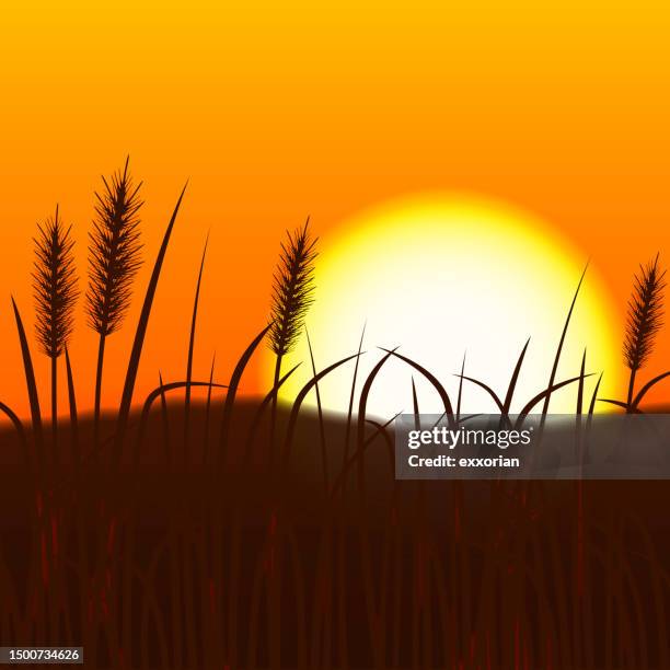 plant branches in the sunset - marram grass stock illustrations