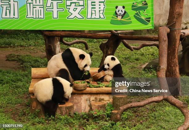 Giant pandas eat Zongzi made with bamboo and fruit to celebrate the Dragon Boat Festival at Chongqing Zoo on June 22, 2023 in Chongqing, China. A...