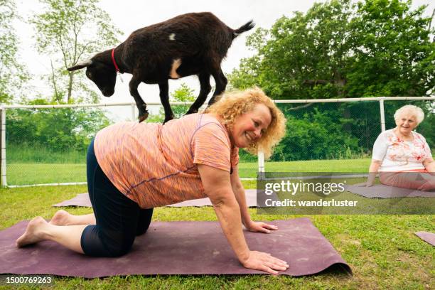 goat yoga on a farm - goat yoga stock pictures, royalty-free photos & images