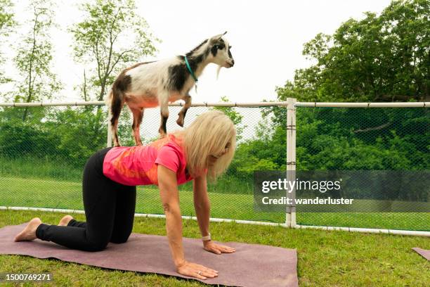 goat jumps on a blond woman during goat yoga class - goat stock pictures, royalty-free photos & images