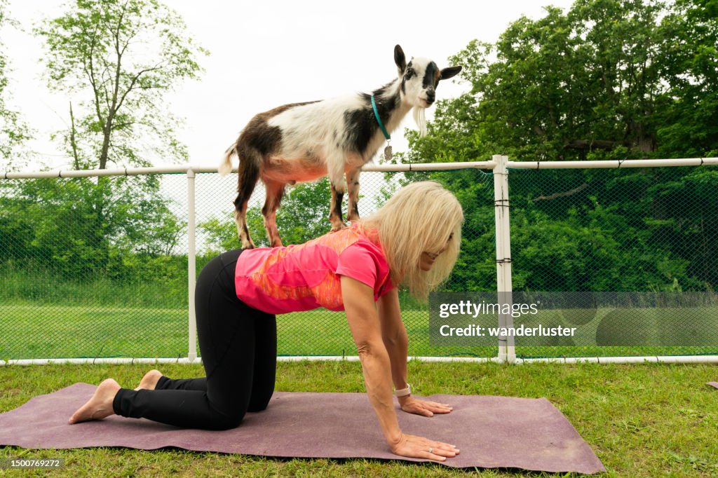 Goat jumps on a blond woman during goat yoga class