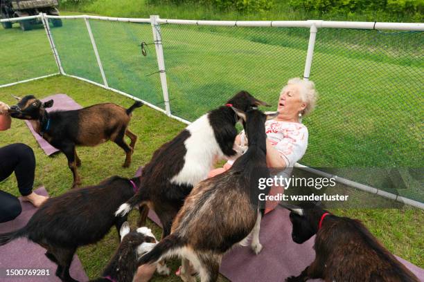goats surround a senior woman during yoga - goat yoga stock pictures, royalty-free photos & images