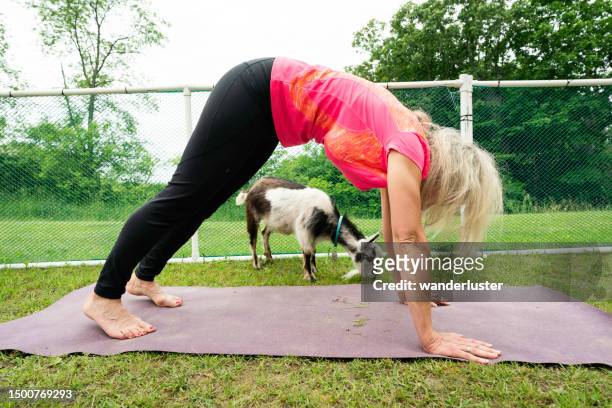 goat yoga on a farm - goat yoga stock pictures, royalty-free photos & images