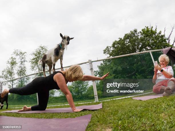 goat balancing on woman during yoga class - goat yoga stock pictures, royalty-free photos & images