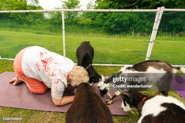 goat yoga on a farm - goat yoga stock pictures, royalty-free photos & images