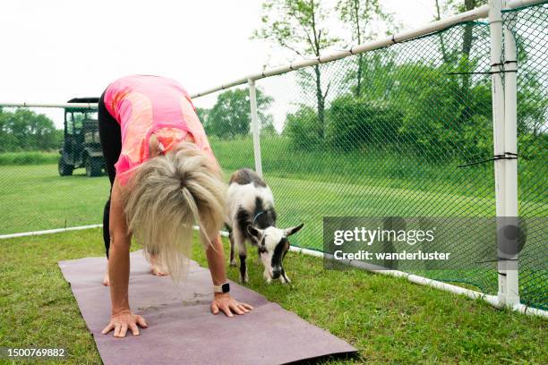 goat yoga on a farm - goat yoga stock pictures, royalty-free photos & images