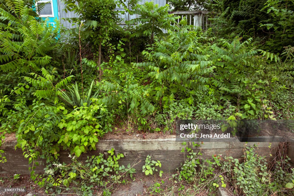 Invasive Plants, Overgrown Lawn Weeds, Overgrown Back Yard