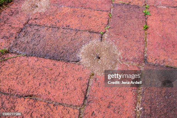 small ant hill, ant background, pest control ants - myrstack bildbanksfoton och bilder