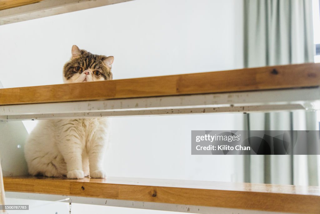 Exotic shorthair cat sitting on a stair and looking curious