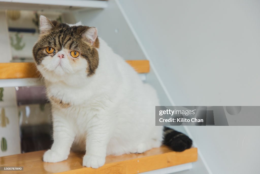 Exotic shorthair cat resting on stairs
