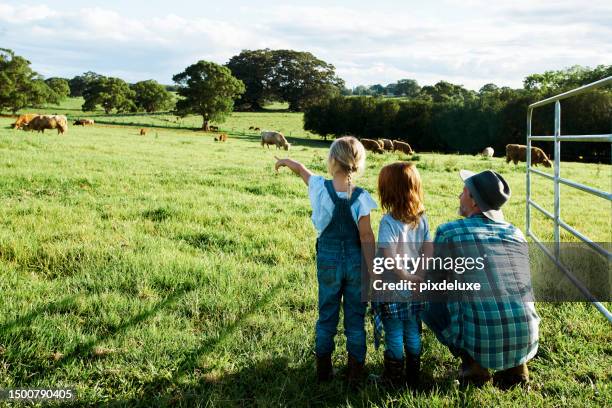 empowering the future: australian farmers teaching cattle farming skills - tradition stock pictures, royalty-free photos & images