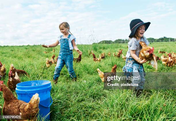 farm-fresh bounty: australian chickens raised on family-owned farms - chickens in field bildbanksfoton och bilder