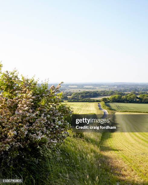 338 Hawthorn Hedge Stock Photos and High-Res Images - Getty Images