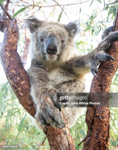 koala with claws out. australian drop bear from urban myths. mikkira koala sanctuary. eyre peninsula. south australia. - koala bear photos et images de collection
