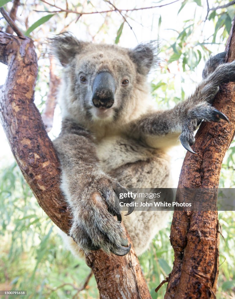 Koala with claws out. Australian Drop Bear from urban myths. Mikkira Koala Sanctuary. Eyre Peninsula. South Australia.